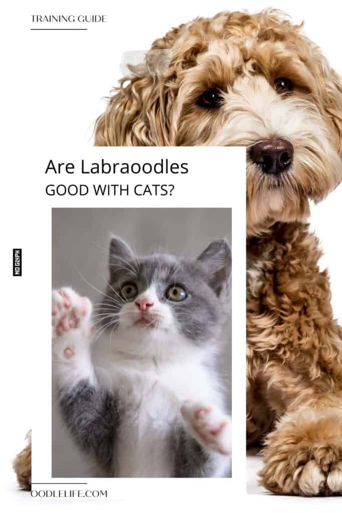 are labradodoles good with cats? a labradoodle puppy looks at a kitten