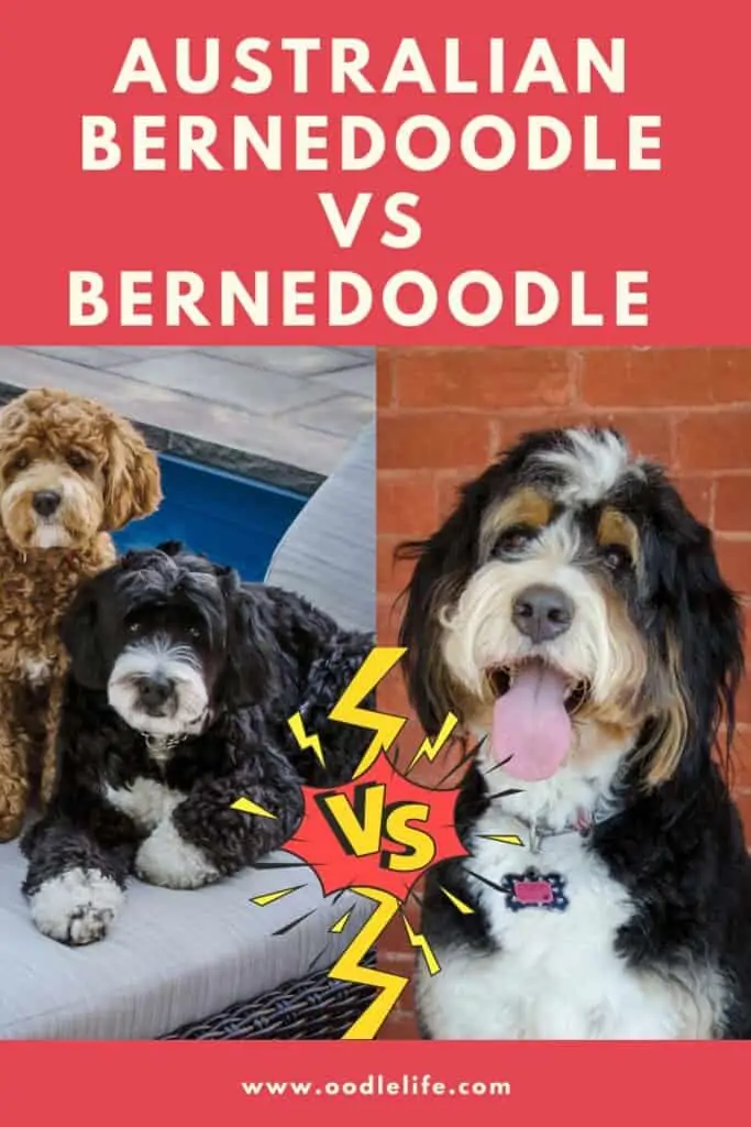 comparing Bernedoodles and Australian Bernedoodles