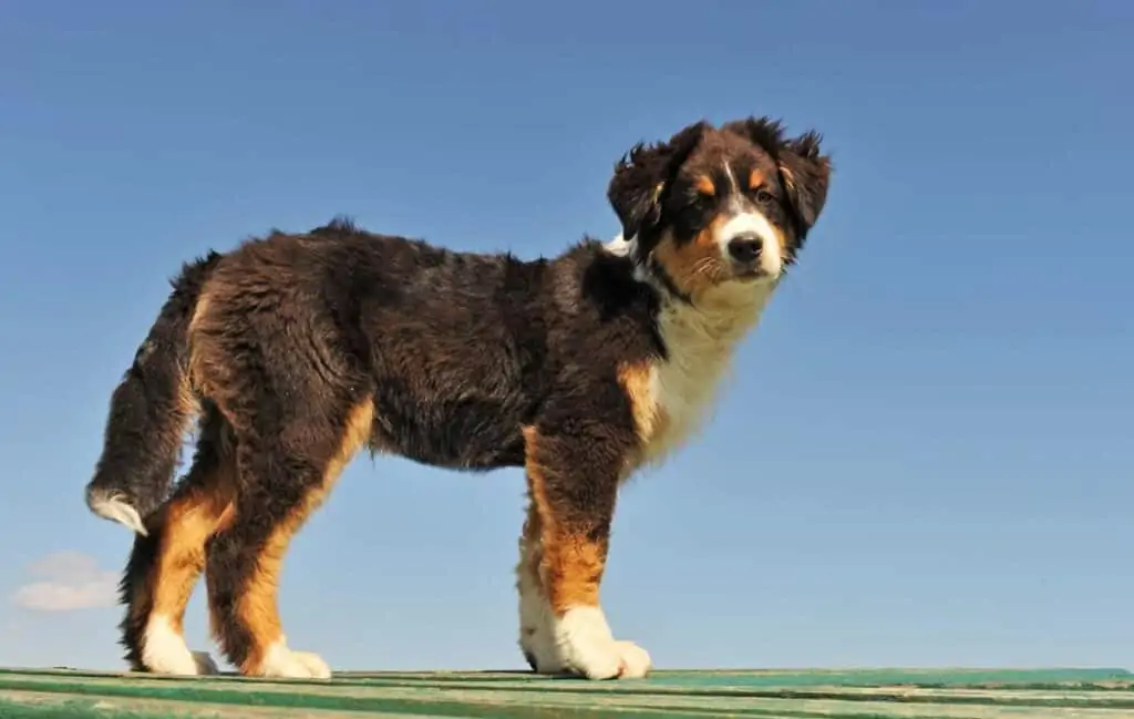 asutralian shepherd puppy with three color coat