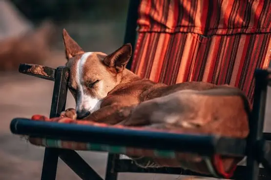 basenji sleeping habits