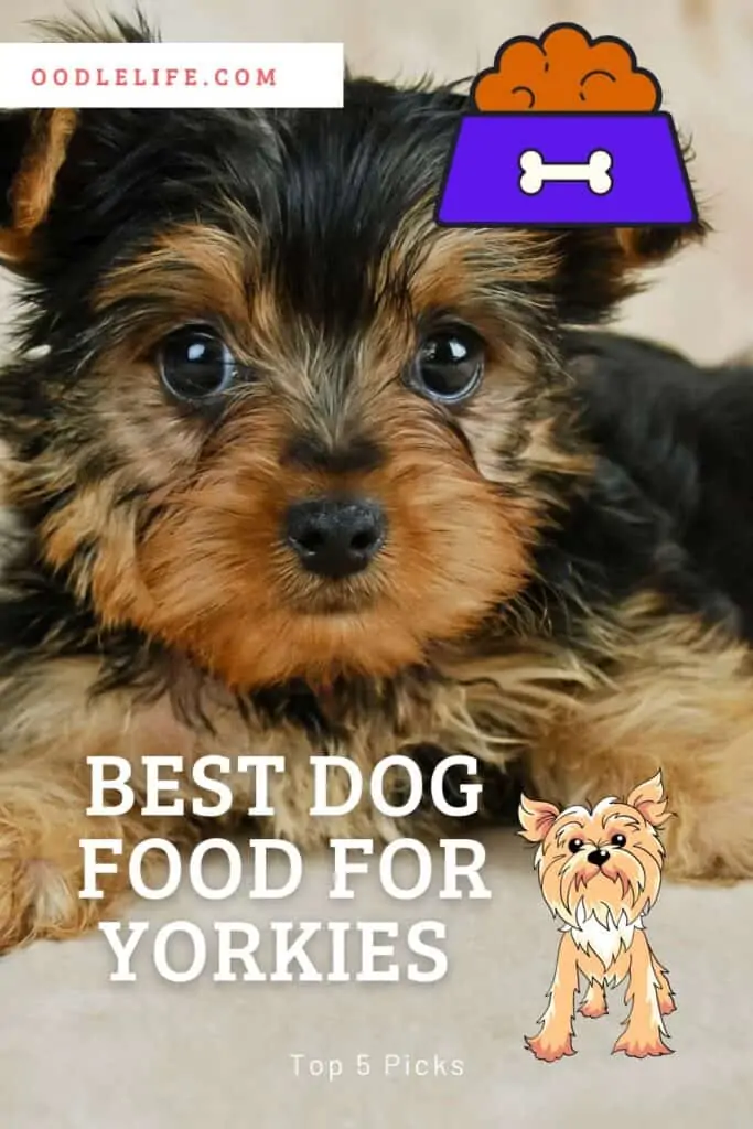 Best Food For Yorkies (5 Best Picks for Healthy Yorkshire Terriers) 2