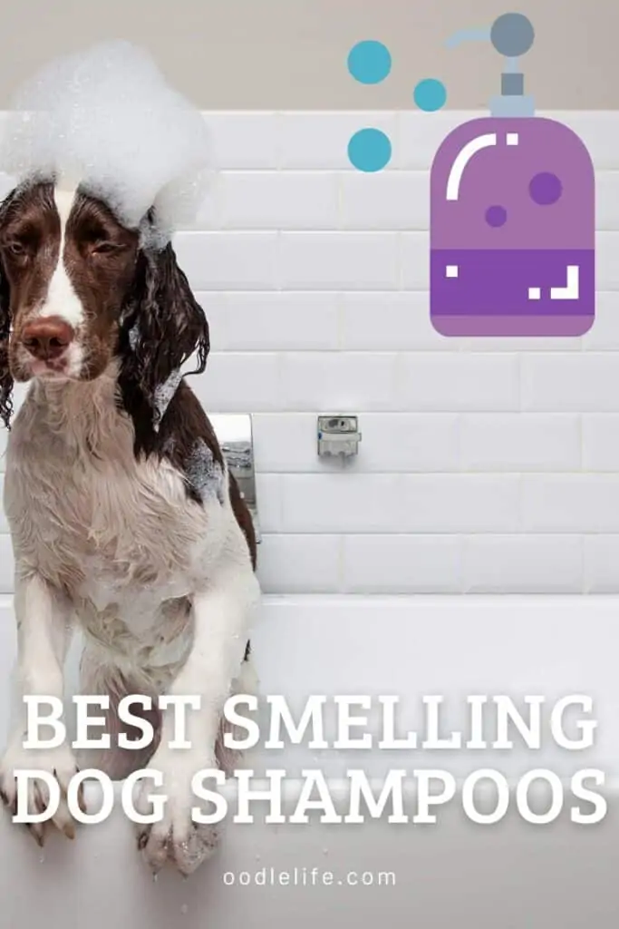 best smelling dog shampoos