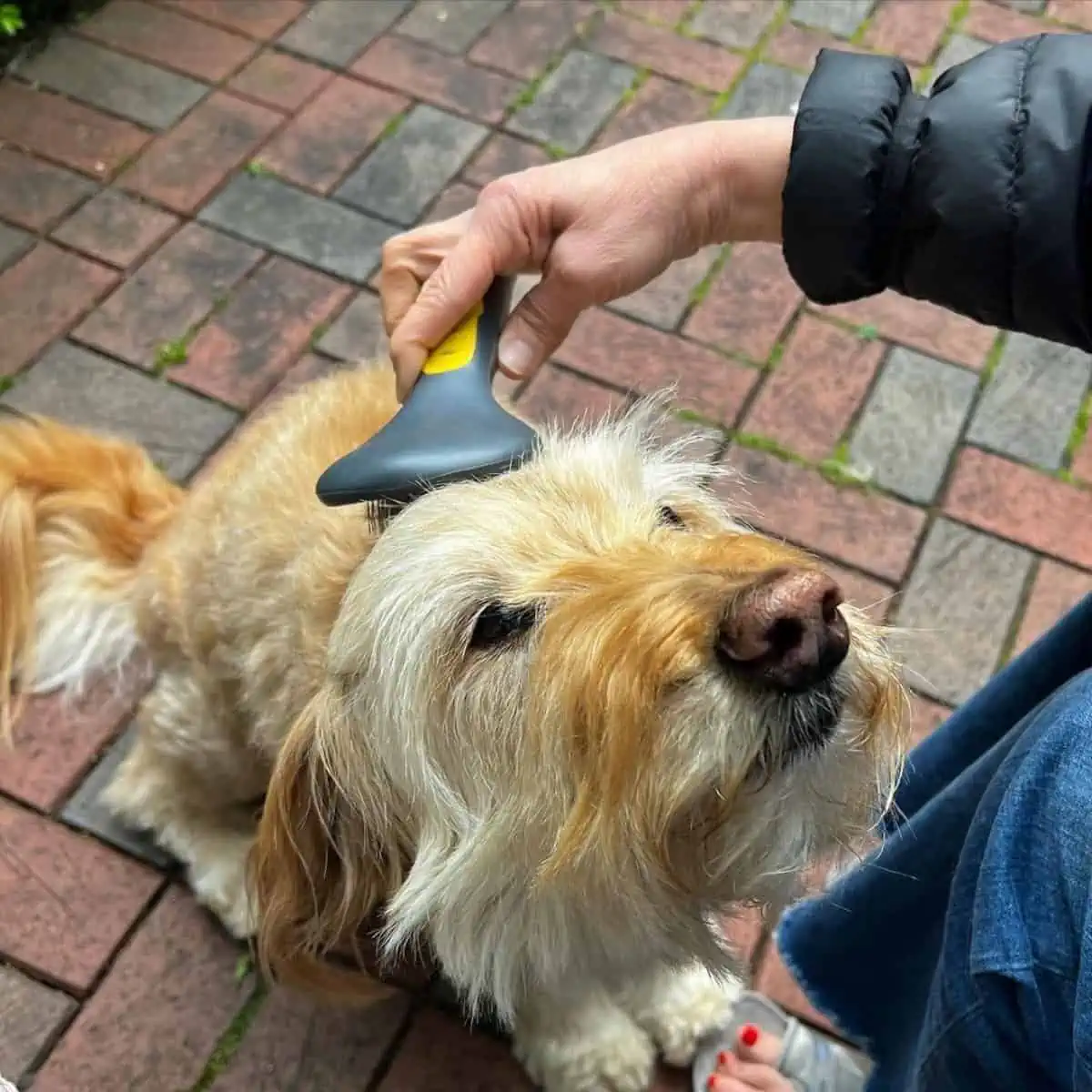 brushing coat of a Goldendoodle