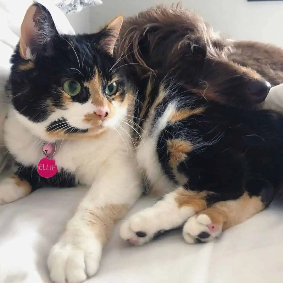 cat looks annoyed with Labradoodle