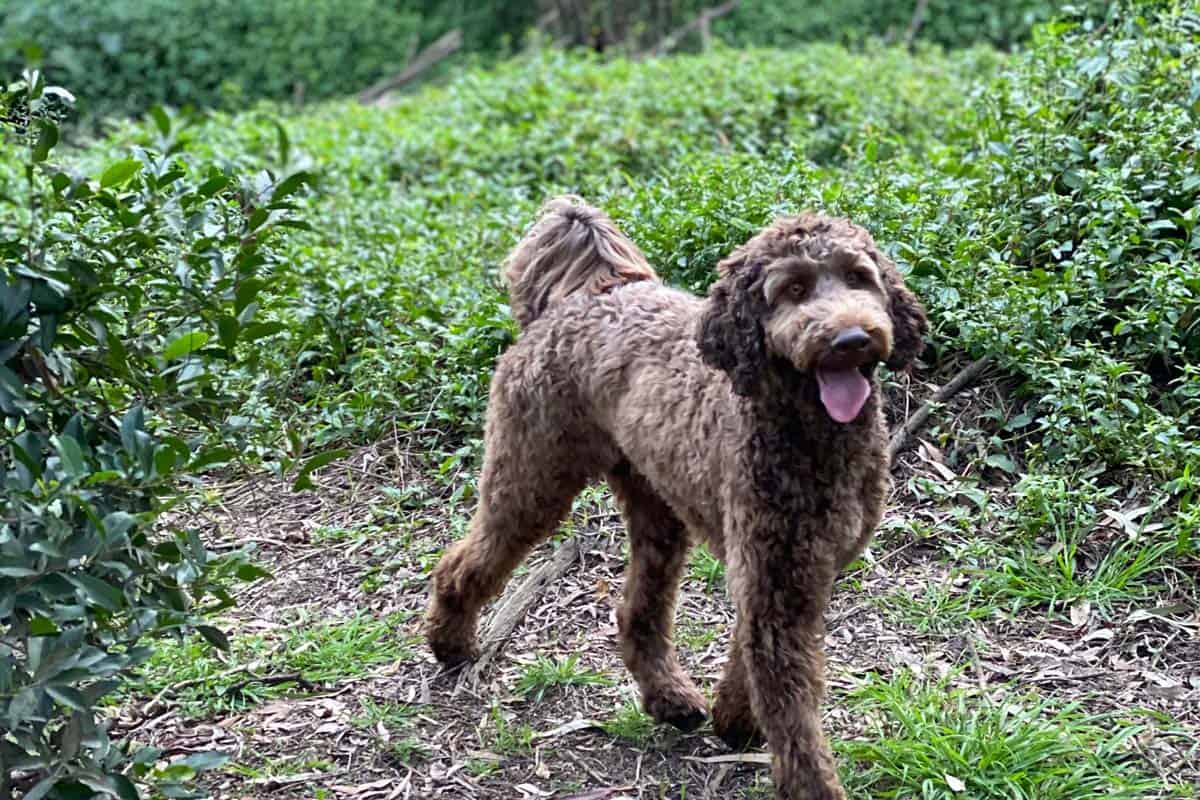 a medium chocolate labradoodle