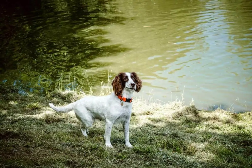 cocker spaniel wearing collar