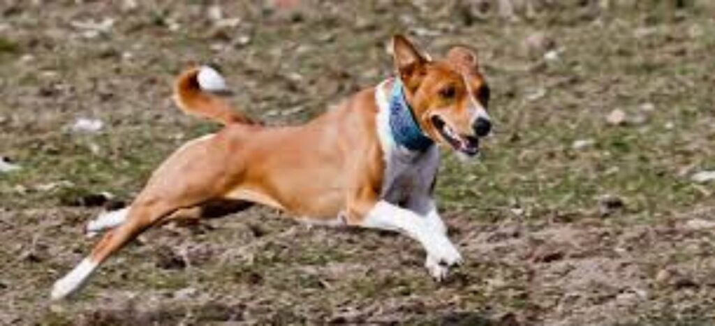 Basenji Exercise