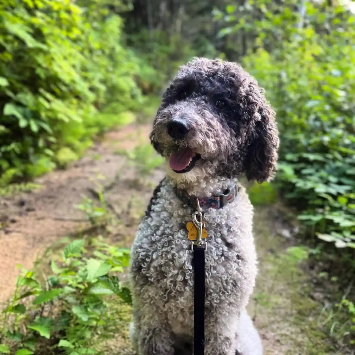 curly-coated Goldendoodle