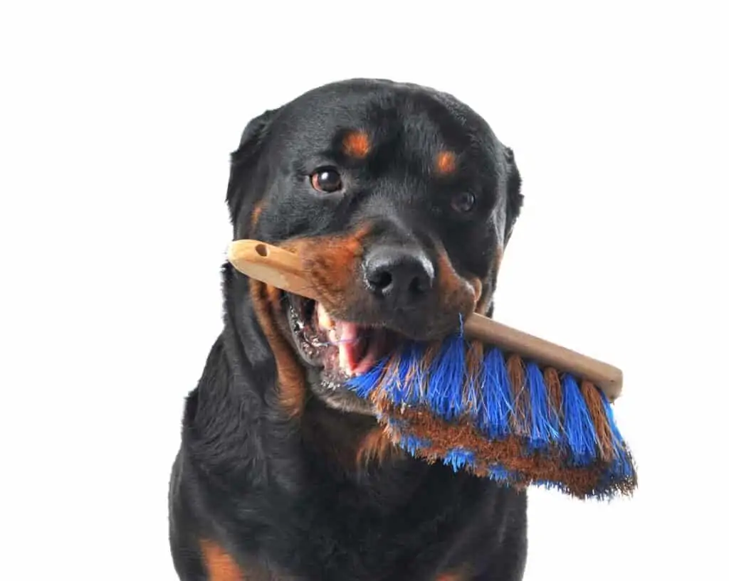 a Rottweiler with a dog hair brush