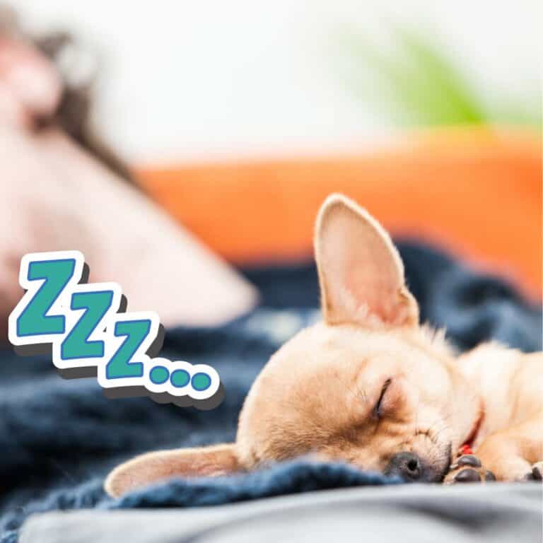 Why Does My Dog Lay on My Chest? (Explained) Oodle Life