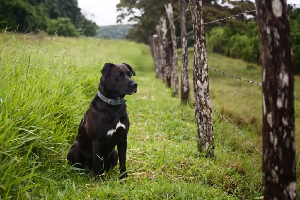 dog wearing collar in farmland