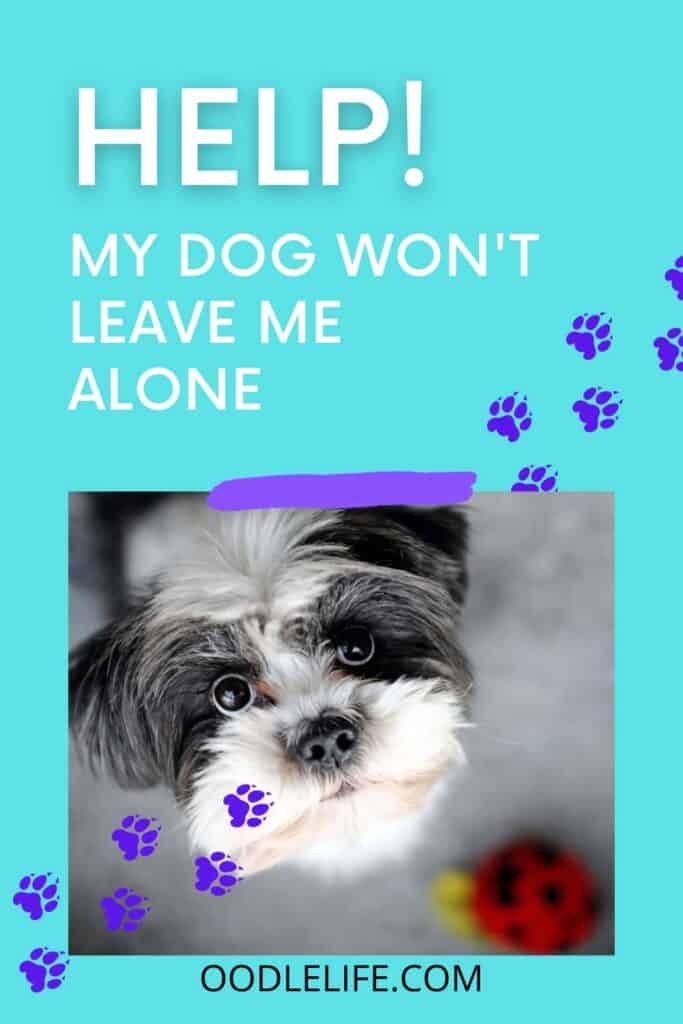 Help! My Dog Won't Leave Me Alone (Fix It Today) Oodle Life