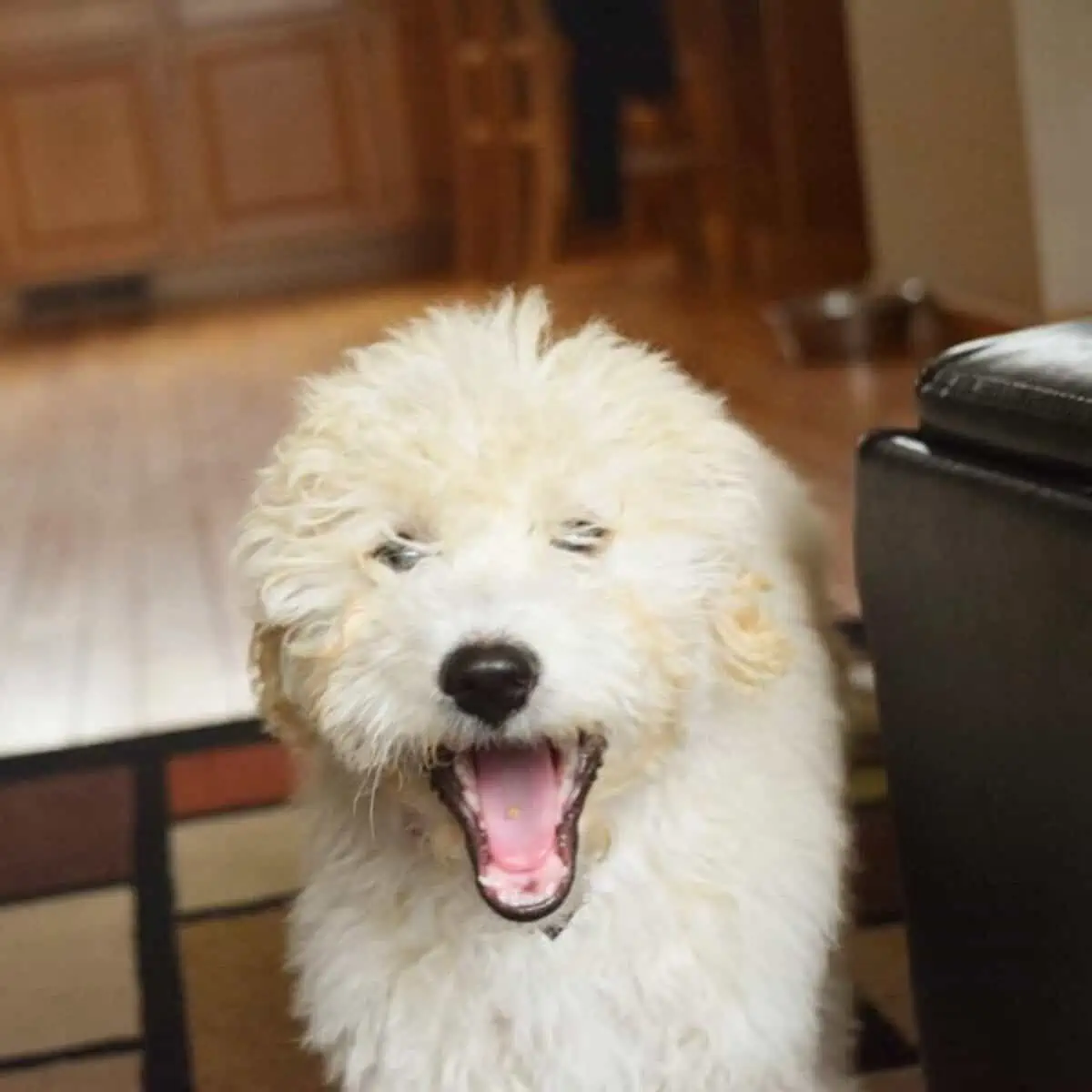 excited Cockapoo with open mouth