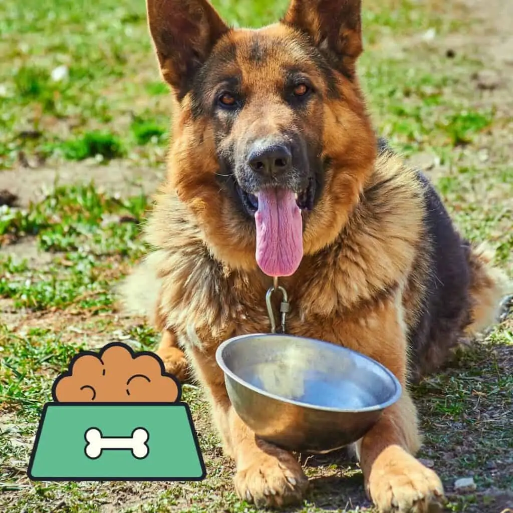 best German shepherd food