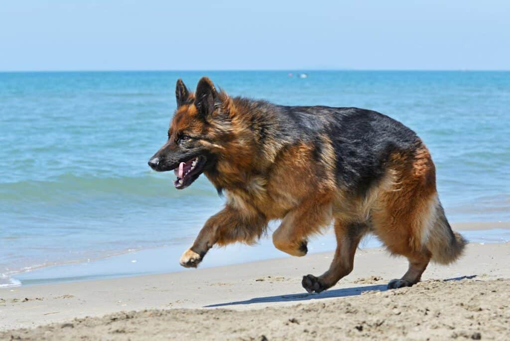 German shepherd at the beach
