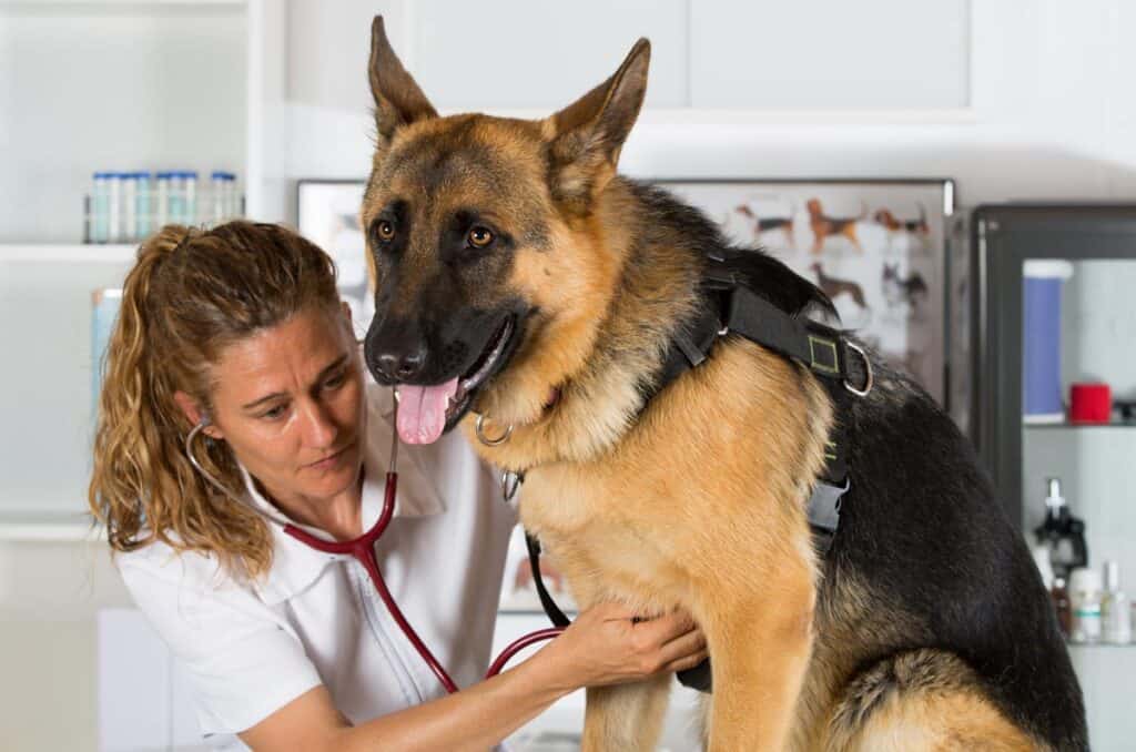 a happy german shepherd dog at the vet