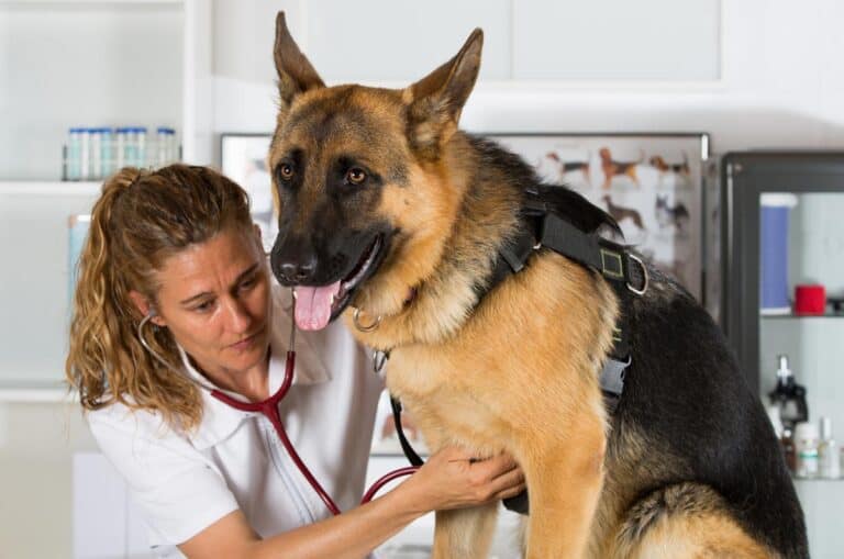 How to Clean German Shepherd Ears