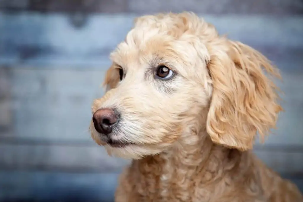 a mini goldendoodle