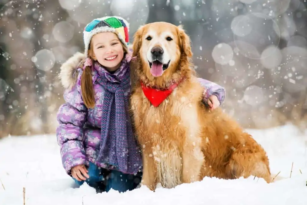 golden retriever in the snow with girl