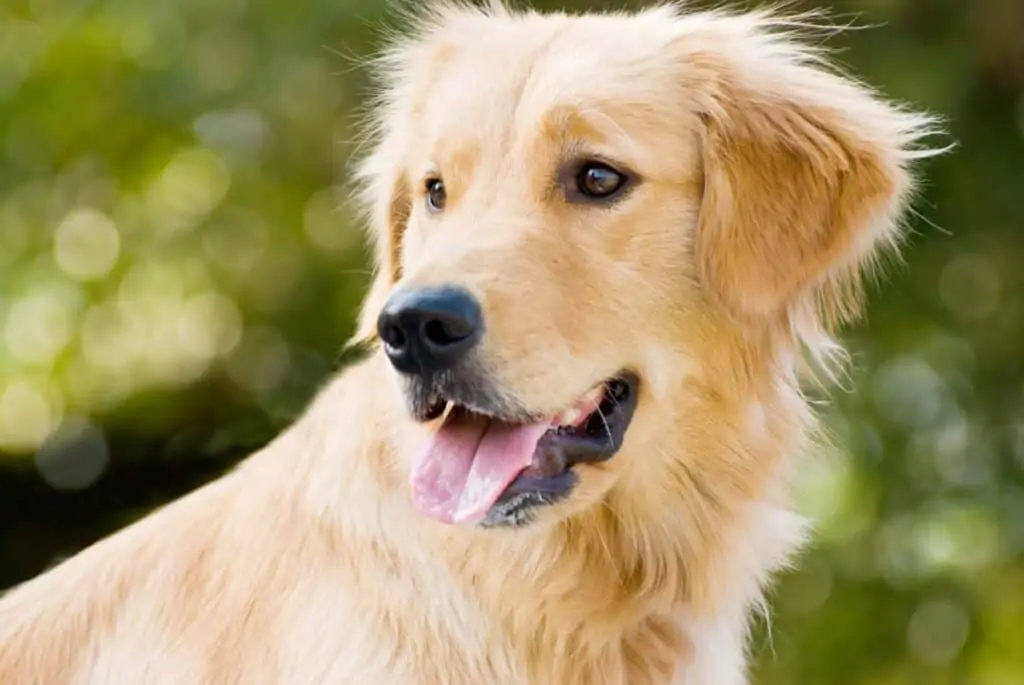 Golden Retriever tongue out