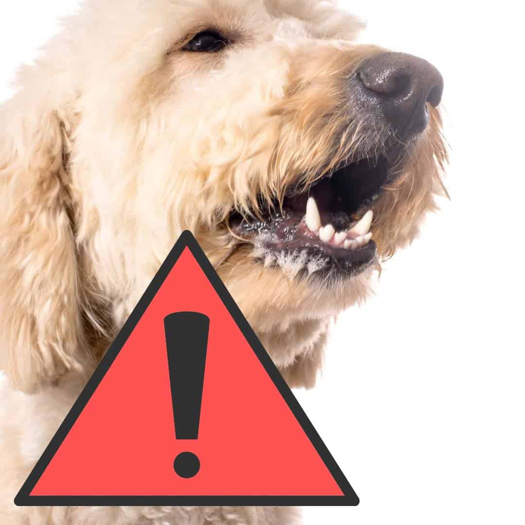Are Goldendoodles Aggressive? (Safety Guide) - Oodle Life