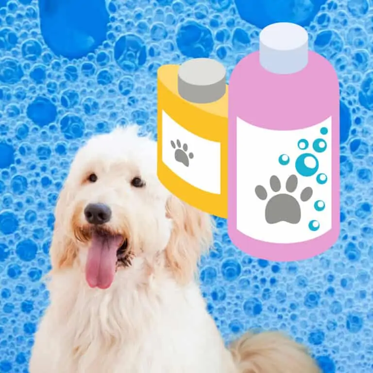 How to Bathe a Goldendoodle (Steps)