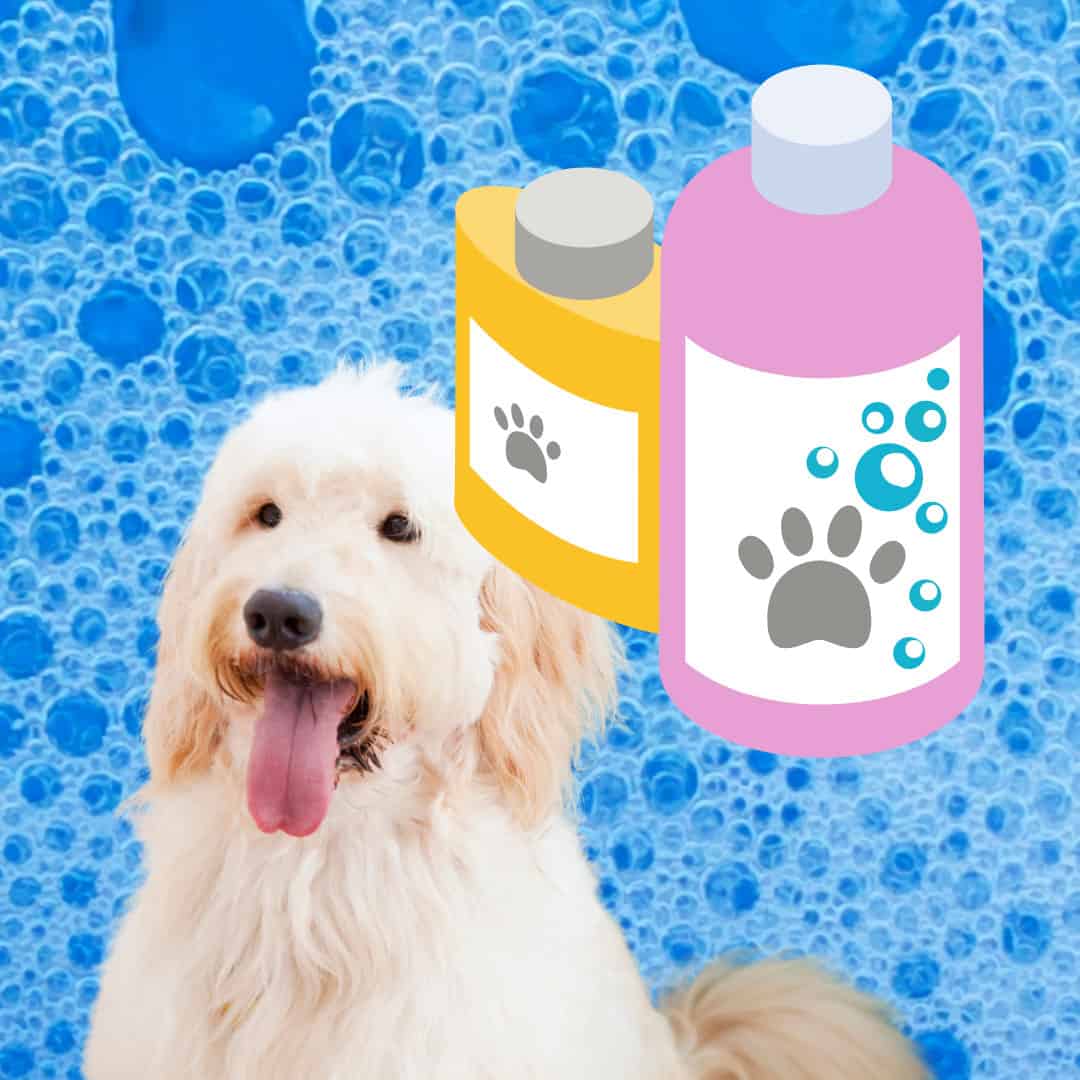 28 How To Bathe A Goldendoodle
10/2022