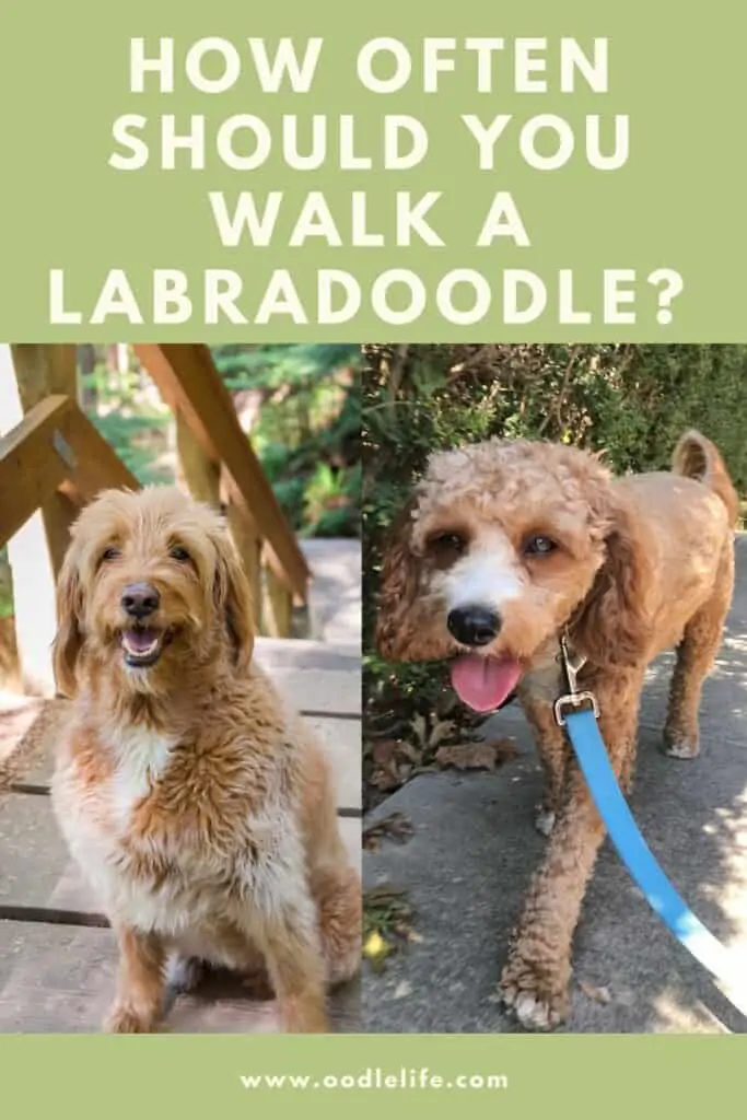 how often should you walk a labradoodle