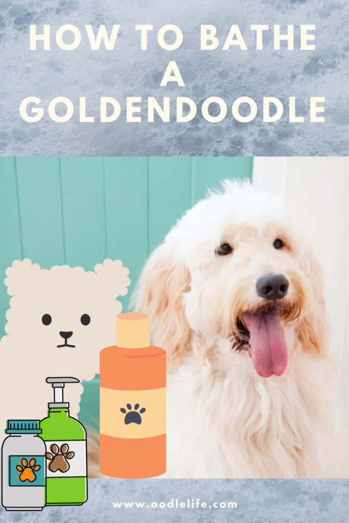 How Often Should You Bathe A Goldendoodle