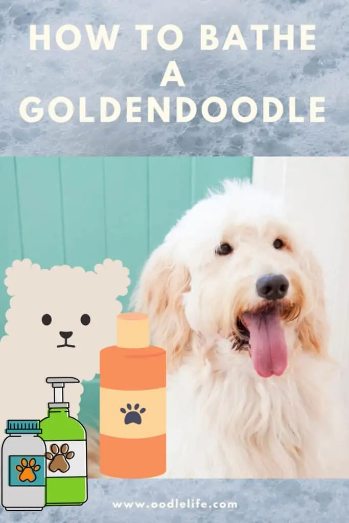 how to bathe a goldendoodle