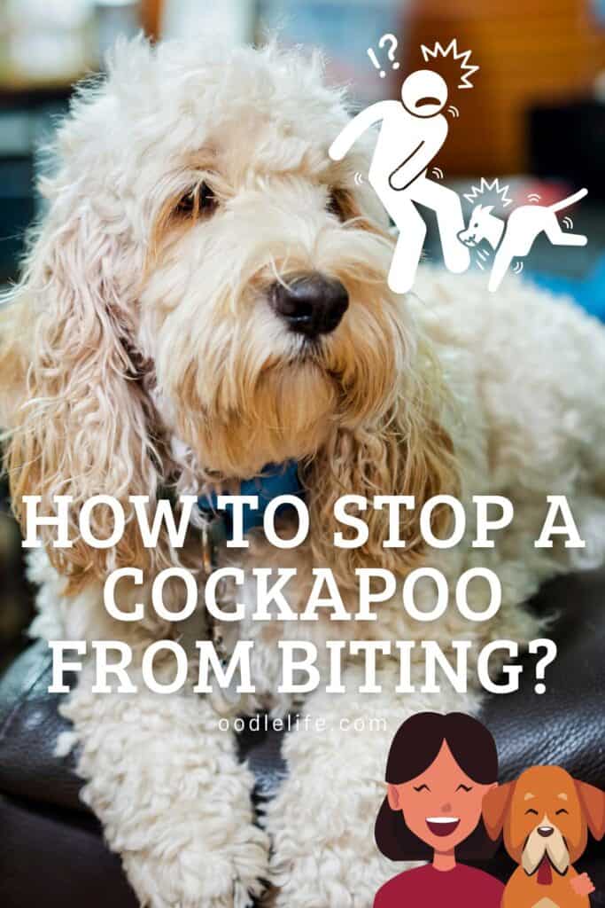 how to stop a cockapoo from biting