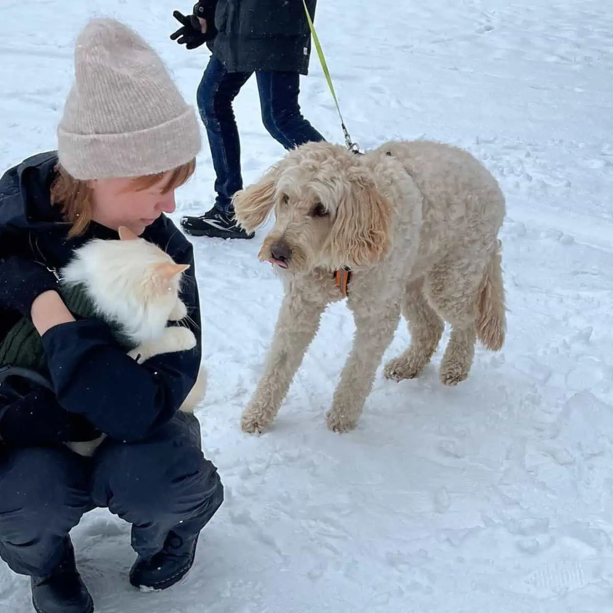 Labradoodle meets a cat