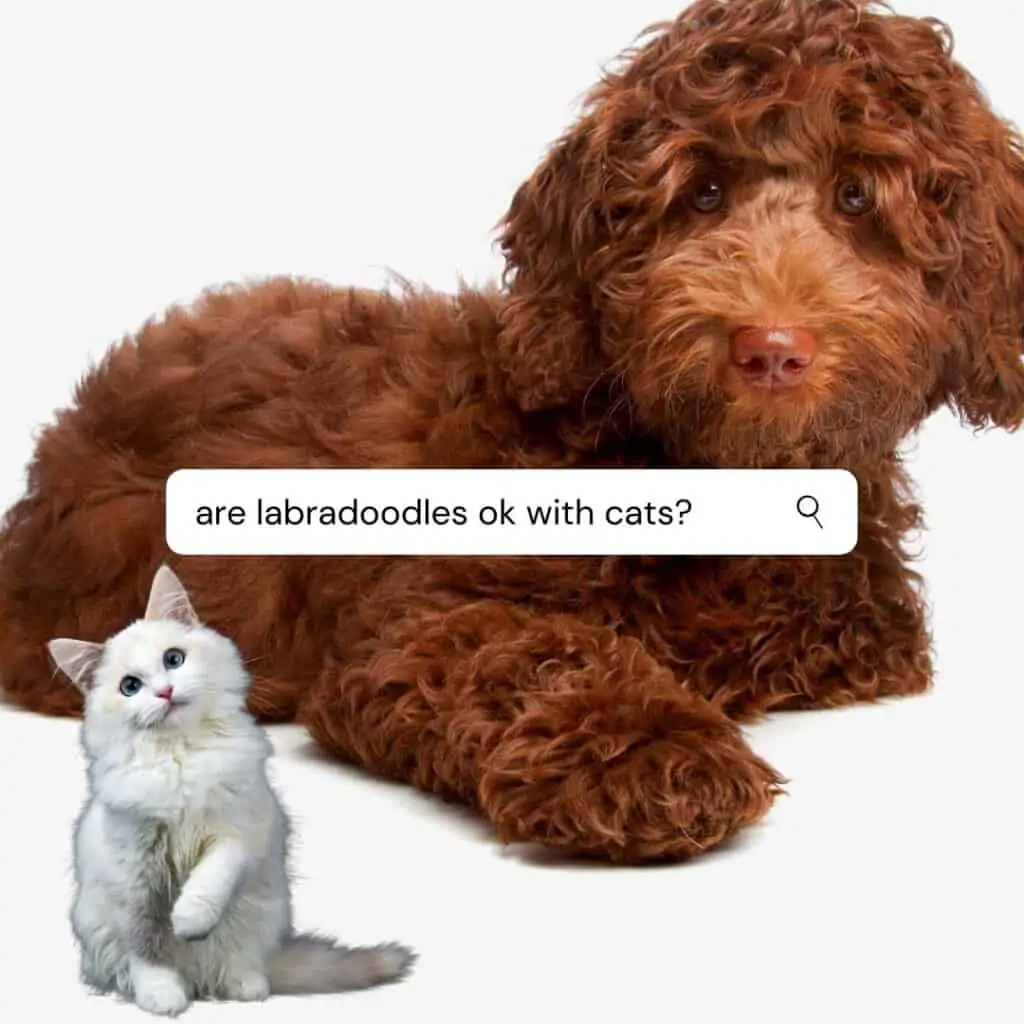 are labradoodles good with cats