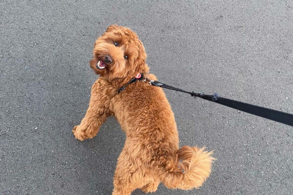 how long to walk a labradoodle puppy
