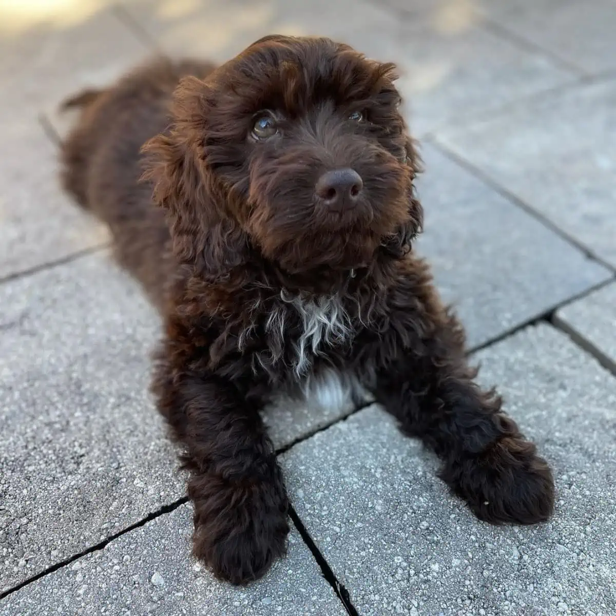 Labradoodle puppy wants to play