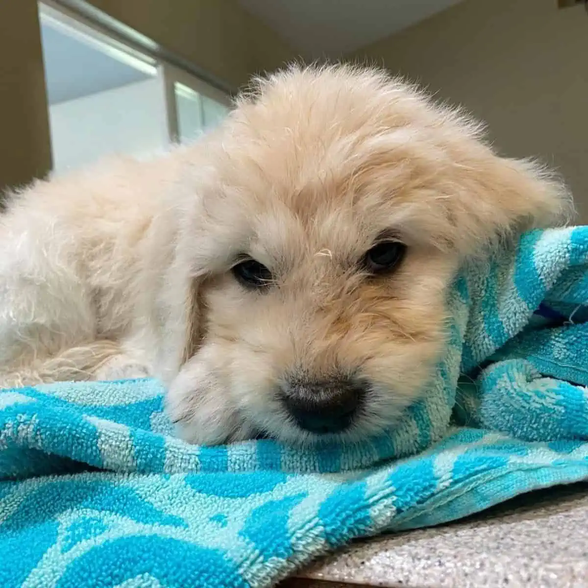 lying Goldendoodle on towel