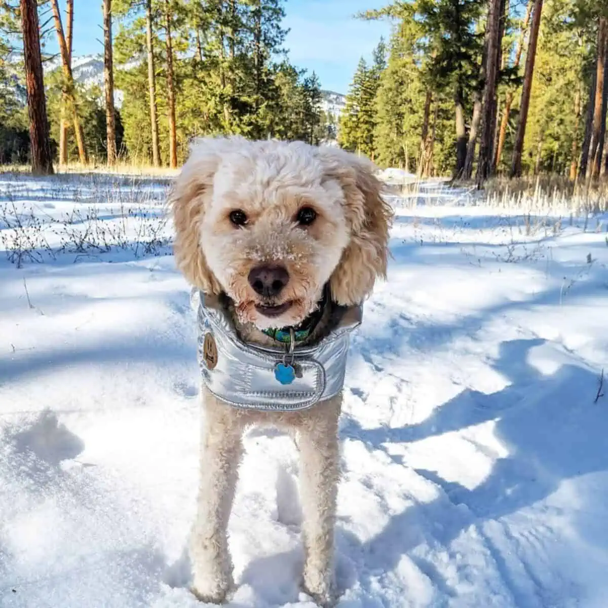 mad Goldendoodle looks at stranger