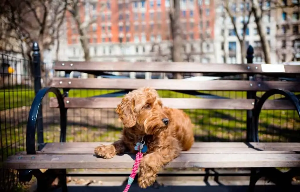mini goldendoodle seduto su una panchina