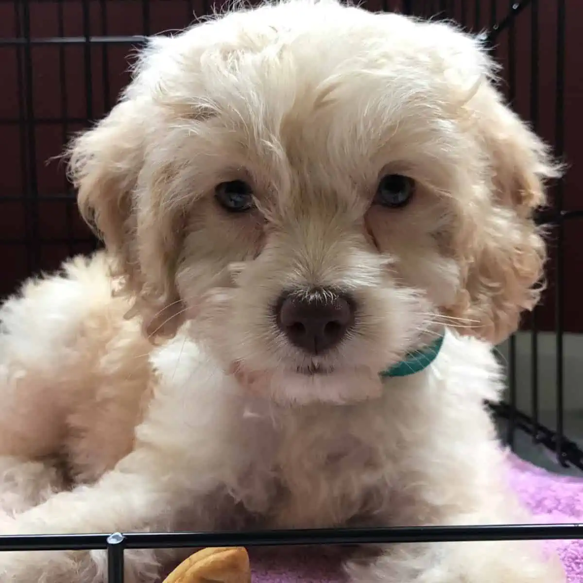 putting Cockapoo inside crate