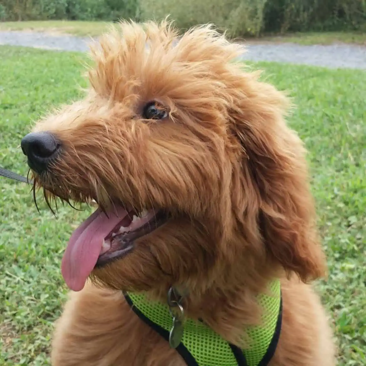 sitting Goldendoodle besides owner