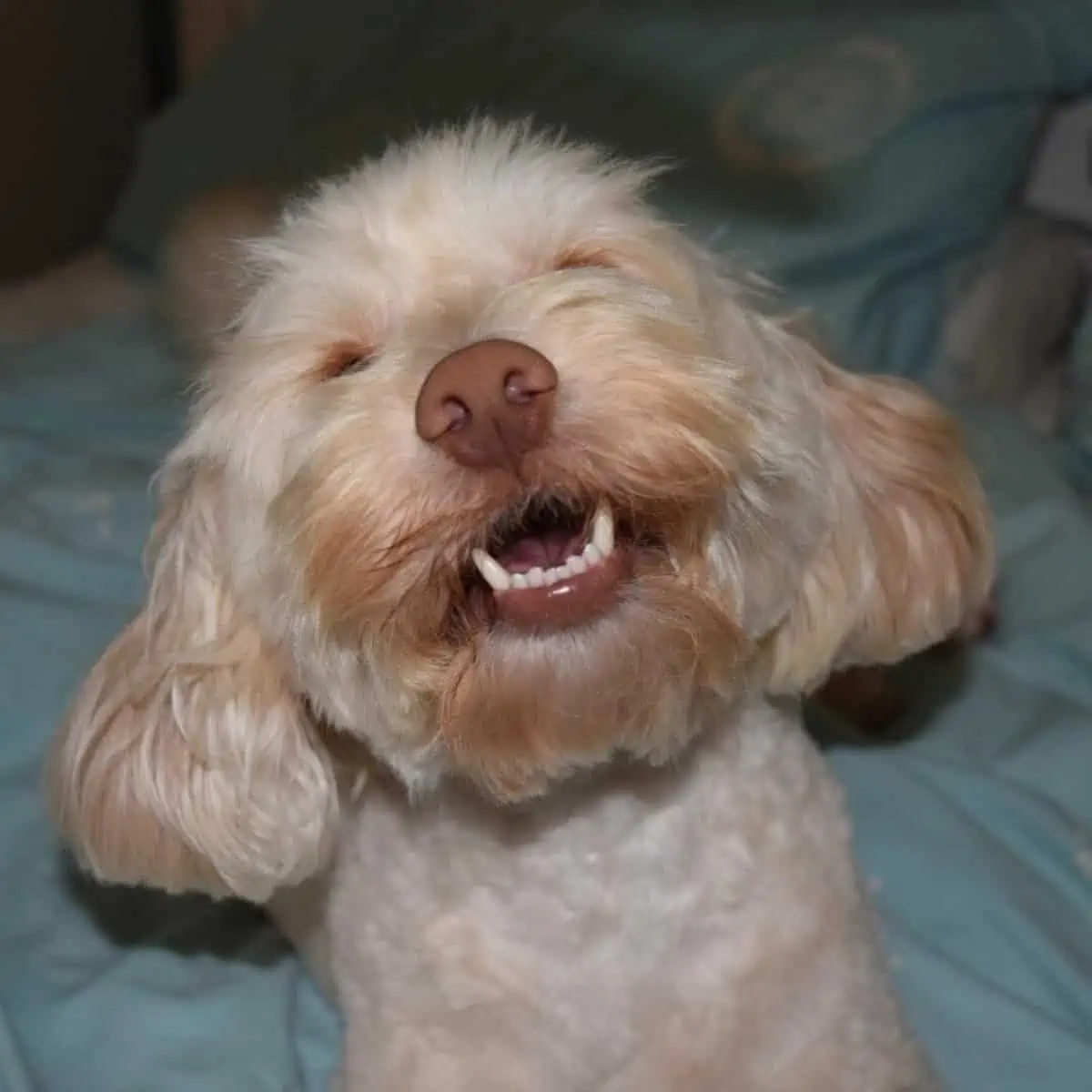 smiling Cockapoo showing teeth