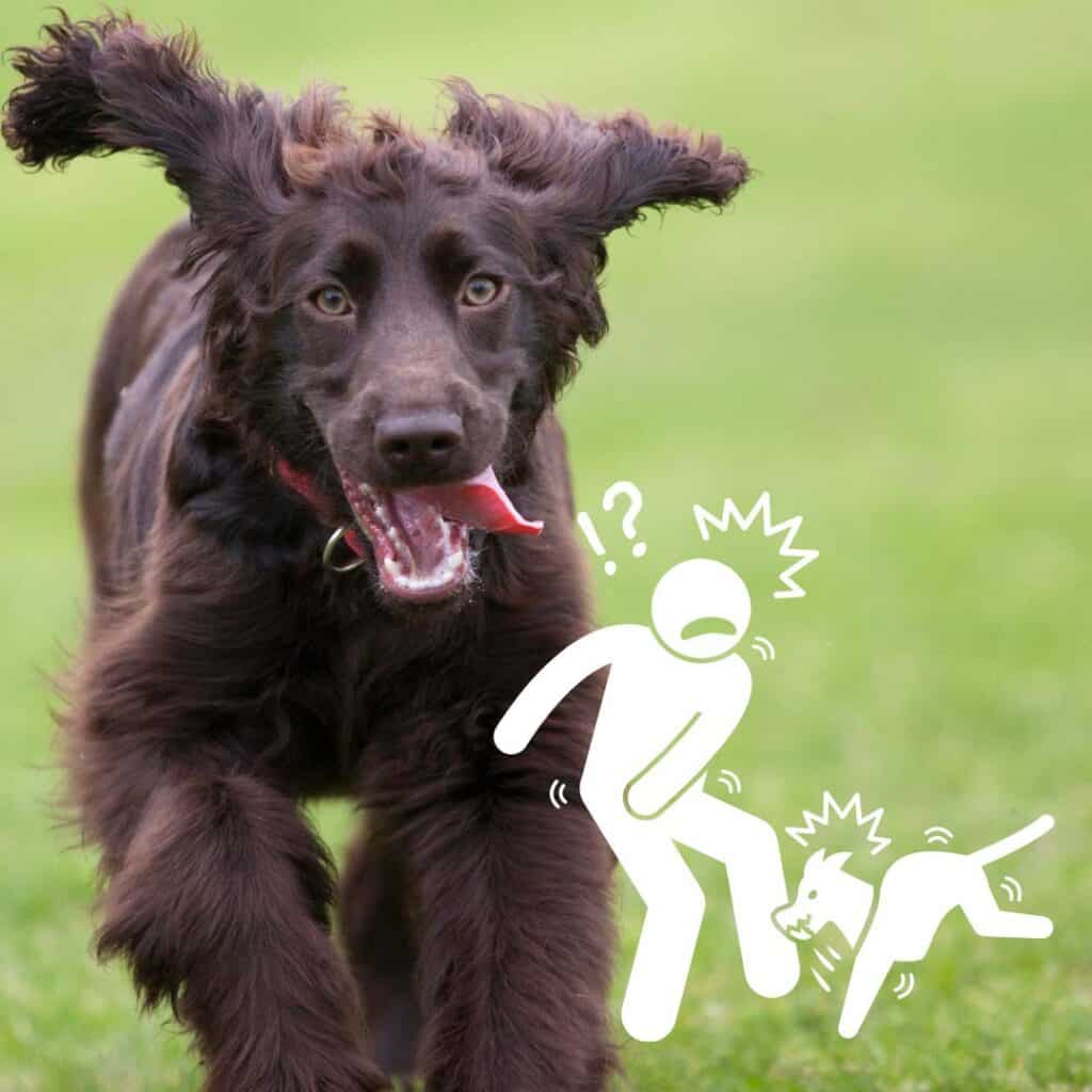 How To Stop A Cockapoo From Biting Guide Oodle Life