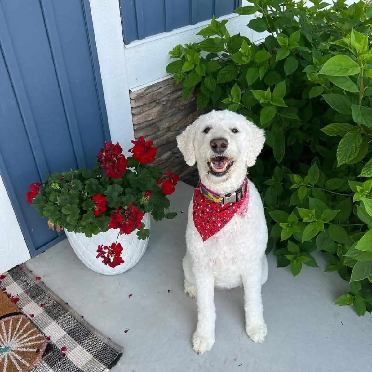 talking to a Goldendoodle