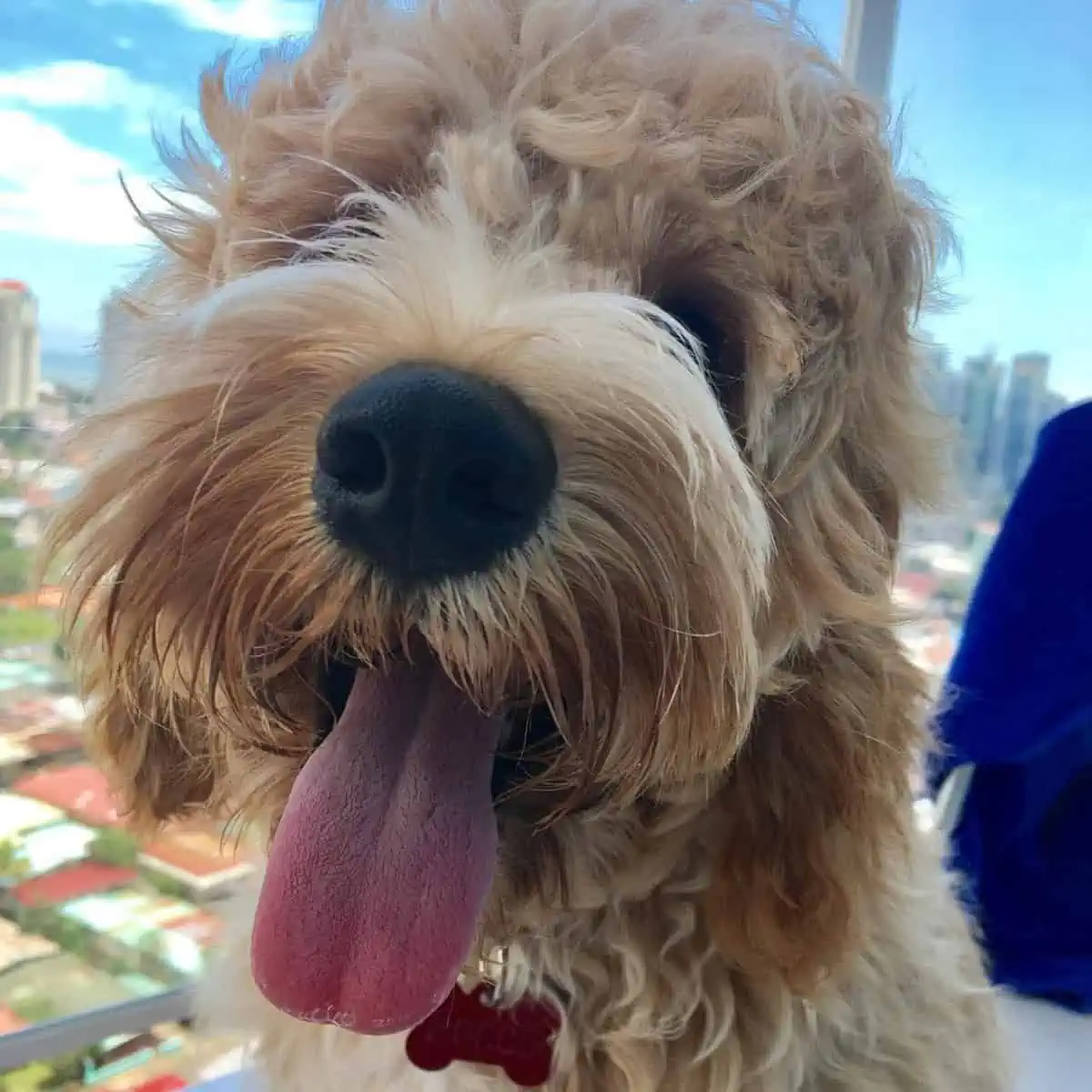 tongue out Cockapoo with red tag