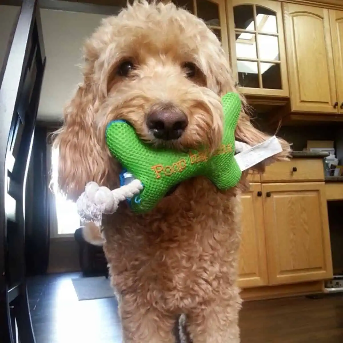 treat for trained Goldendoodle