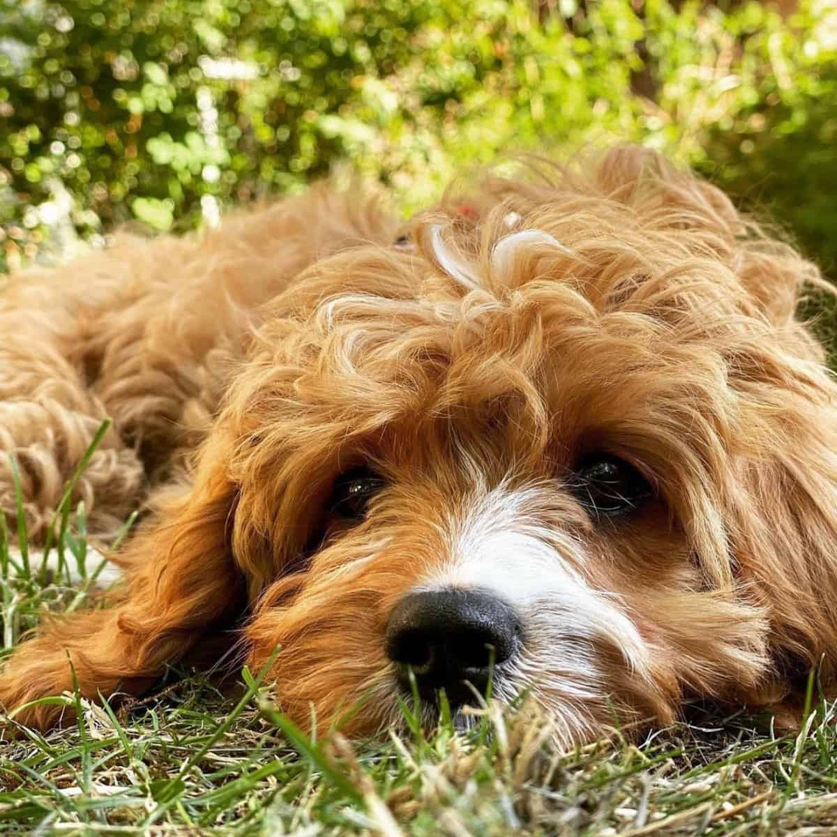 waiting Cockapoo on the grass