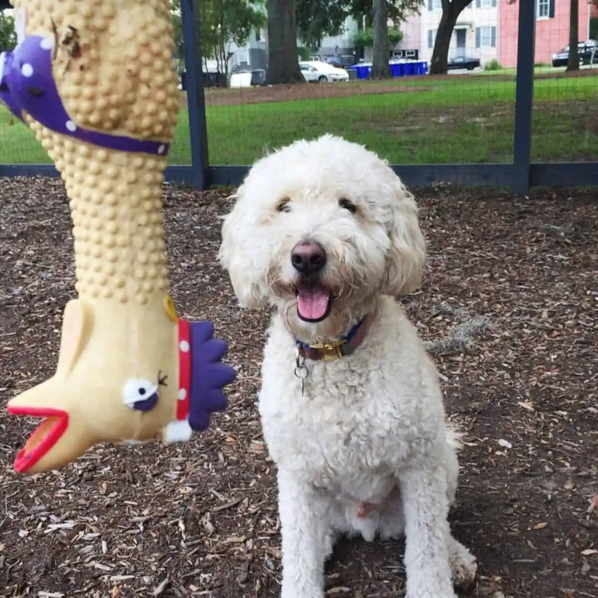 well-behaved Goldendoodle getting a toy