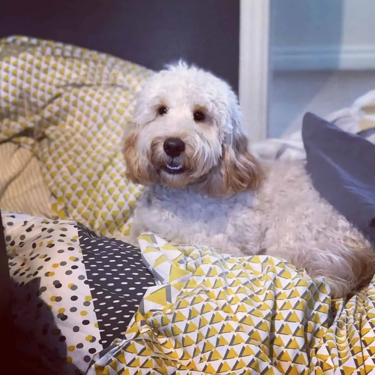 whining Cockapoo on bed