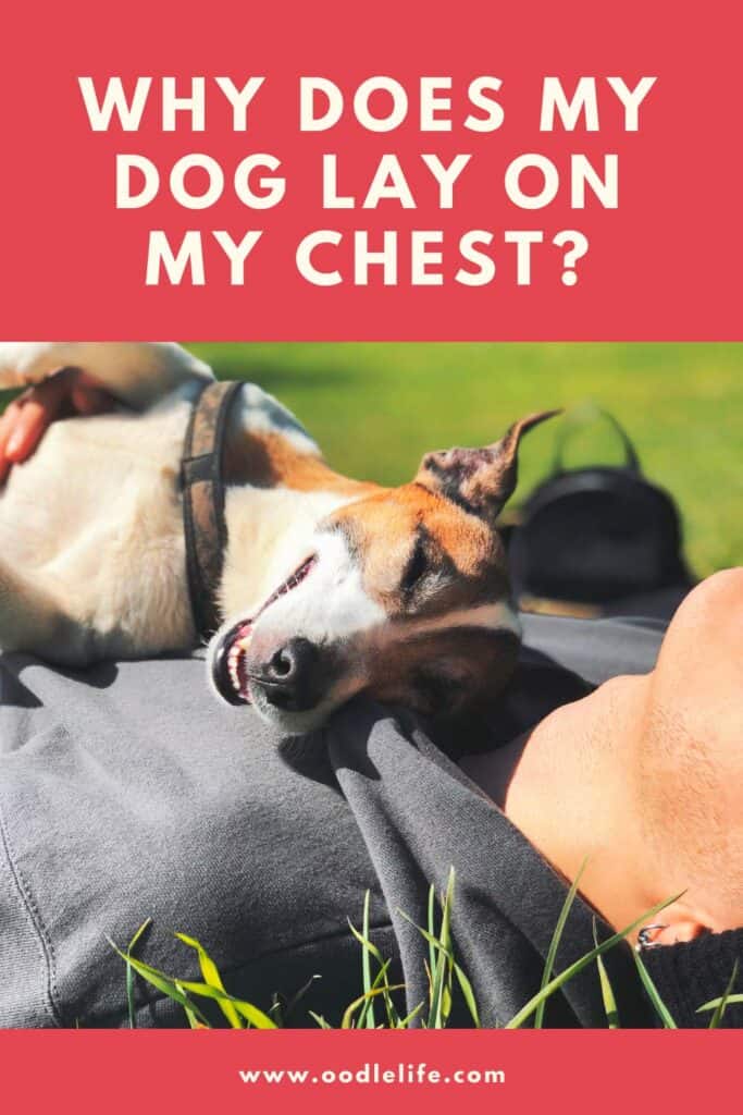 Why Do Dogs Sit On Your Chest