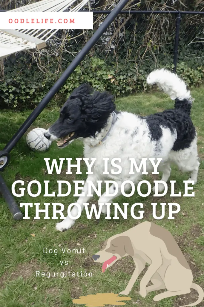why is my goldendoodle throwing up
